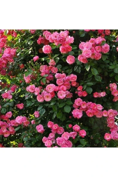 3 Adet Pembe Gül Fidanı Yediveren Sarmaşık Kokulu 10-20 cm ürün görseli