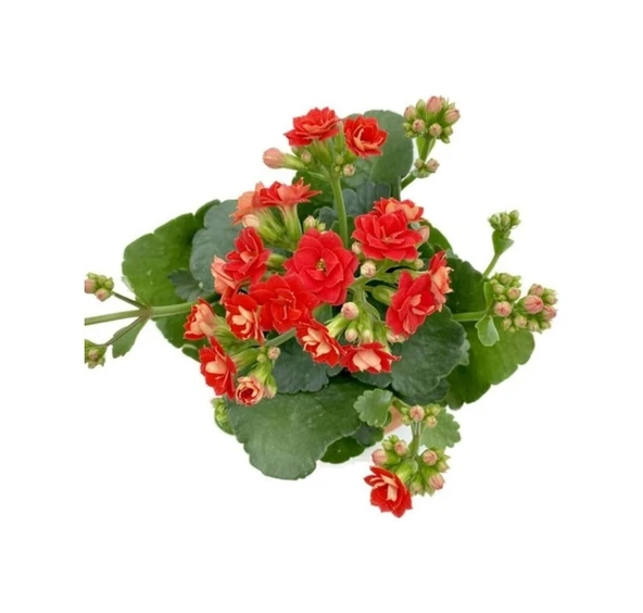 Kalanchoe Kalanşo Fidanı Kırmızı 10-20 Cm ürün görseli