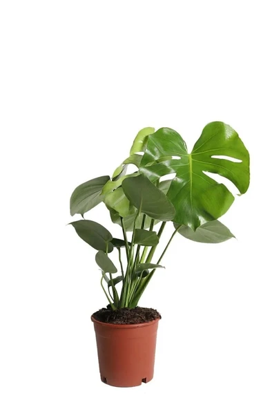 Deve Tabanı - Monstera Deliciosa - 50 Cm Boyunda - Resim 3