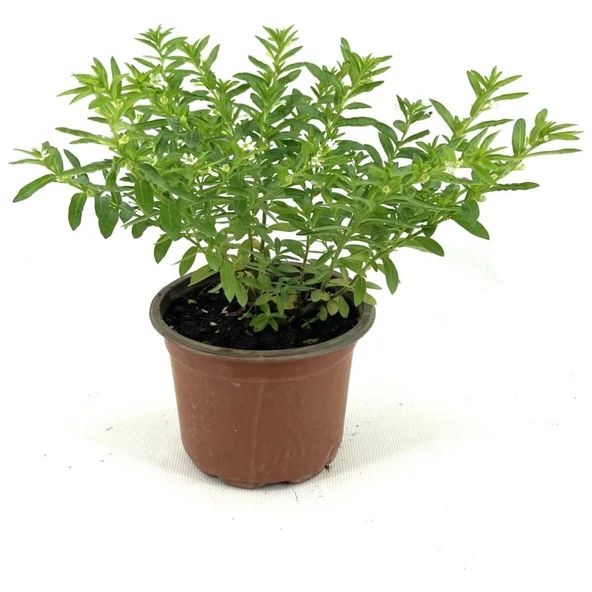 Kufeya Cennet Çiçeği Fidanı 10-20 Cm ürün görseli