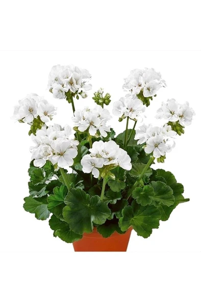 Karbeyaz Sardunya Çiçeği Fidesi 10-20 cm ürün görseli