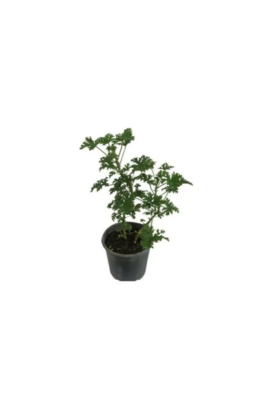 Pelargonium Odoratissimum Itır Bitkisi Orta Boy 10-20 cm - Resim 2