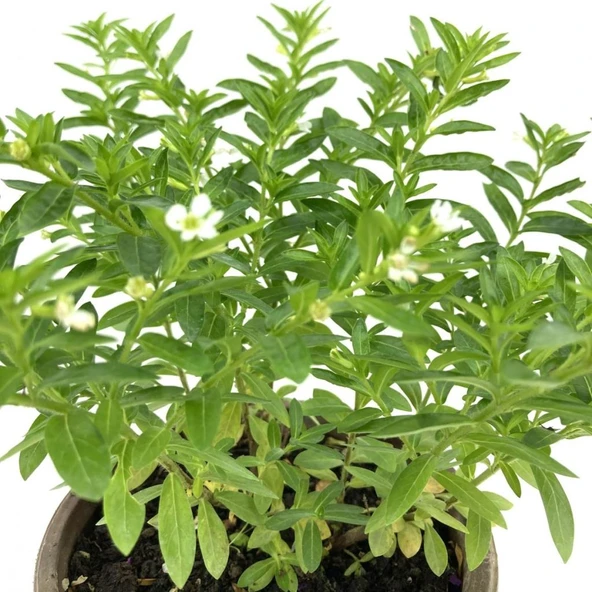 Kufeya Cennet Çiçeği Fidanı 10-20 Cm - Resim 2