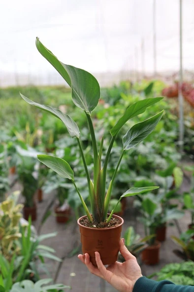 Starliçe Cennet Kuşu Strelitzia 30-40 cm - Resim 2