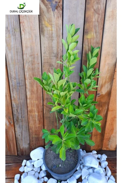 Yeşil Taflan Bitkisi Euonymus Japonica Çok Yıllık Bitki 10-20 cm - Resim 2