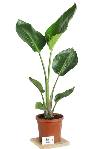 Starliçe Cennet Kuşu Strelitzia 30-40 cm - Resim 3