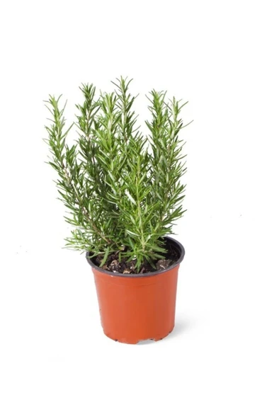 Rosmarinus Officinalis | Biberiye Yeşil Bitki 10-20 cm ürün görseli