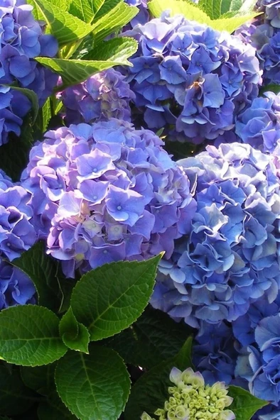 Ortanca Çiçeği Fidanı 10-20 cm ürün görseli