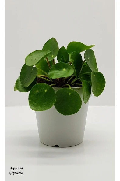 Pilea Peperomioides Çin Para Bitkisi 10-20 cm ürün görseli