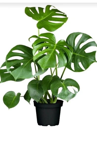 Monstera Deliciosa Deve Tabanı Bitkisi 40-50 Cm ürün görseli