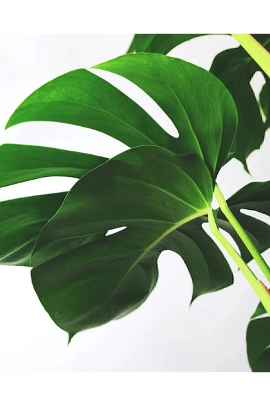 Deve Tabanı - Monstera Deliciosa - 50 Cm Boyunda - Resim 4