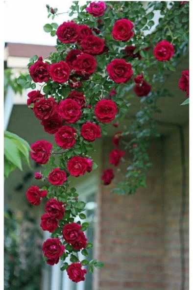 3 Adet Kırmızı Gül Fidanı Sarmaşık Kokulu Yediveren 10-20 cm ürün görseli