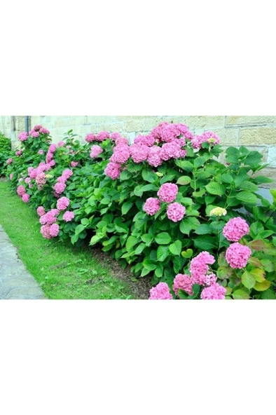 Tüplü Pembe Ortanca Fidanı 10-20 cm - Resim 3