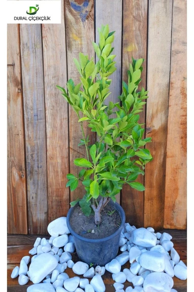 Yeşil Taflan Bitkisi Euonymus Japonica Çok Yıllık Bitki 10-20 cm - Resim 3