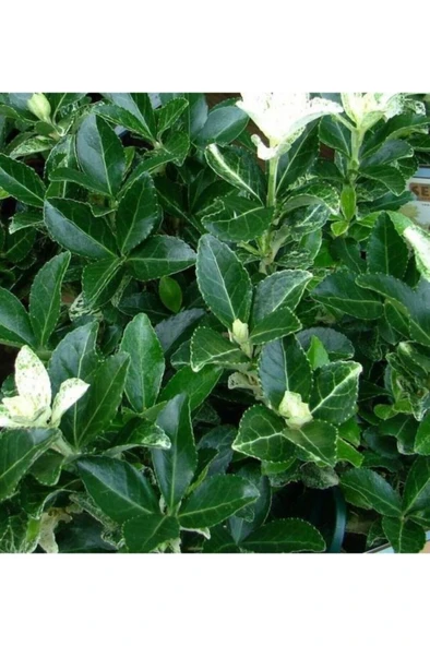 Yeşil Taflan Bitkisi Euonymus Japonica Çok Yıllık Bitki 10-20 cm ürün görseli