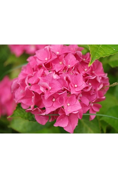 Tüplü Pembe Ortanca Fidanı 10-20 cm ürün görseli