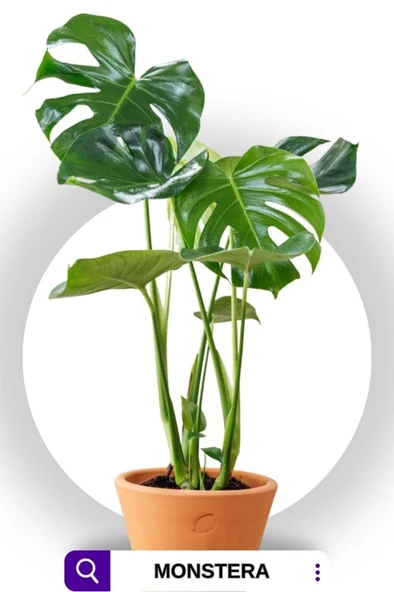 Deve Tabanı - Monstera Deliciosa - 50 Cm Boyunda - Resim 2