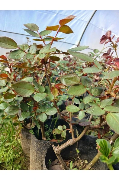 Yediveren Sarı Gül Fidanı 10-20 cm - Resim 3