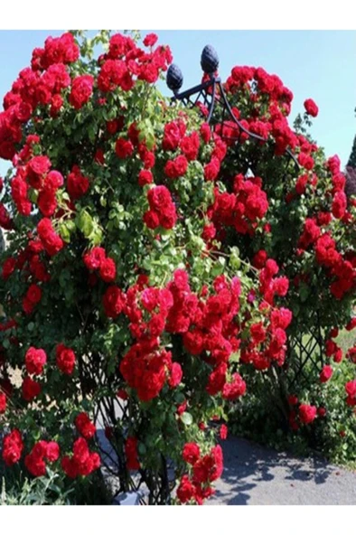 1 Adet Gül Fidanı Kırmızı Kokuku Yediveren Sarmaşık 10-20 cm ürün görseli