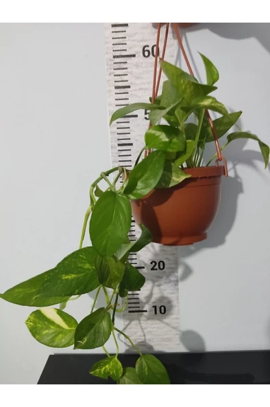 Küçük Patos Bitkisi (Golden Pothos) 10-20 cm - Resim 2