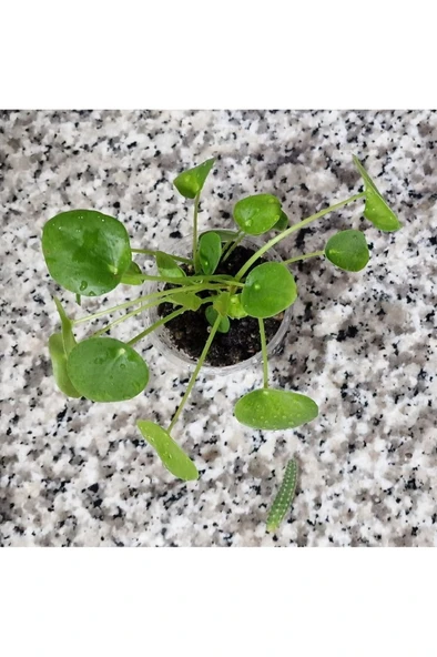 Pilea Peperomioides, Çin Para Ağacı, Para Çiçeği Fidanı 10-20 cm - Resim 3