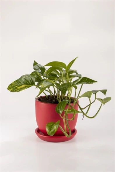 Golden Potos Sarmaşığı Fidanı 10-20 cm ürün görseli