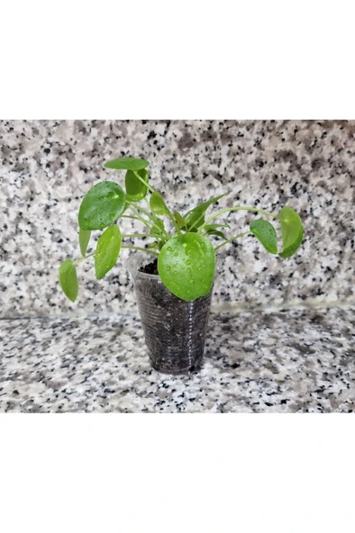 Pilea Peperomioides, Çin Para Ağacı, Para Çiçeği Fidanı 10-20 cm - Resim 4