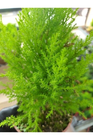 Salon Çamı Limoni Servi Çam Fidanı (14 Lük Saksıda- Boyu 30-40 Cm ) - Resim 3