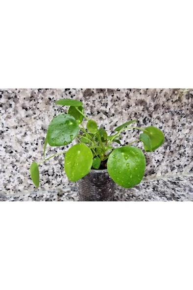 Pilea Peperomioides, Çin Para Ağacı, Para Çiçeği Fidanı 10-20 cm - Resim 2