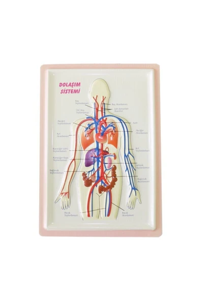 Kampus Kırtasiyem Kabartma Anatomi Levhası - Dolaşım Sistemi ürün görseli 1