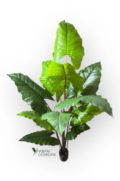 14 Büyük Yapraklı 180 cm Yapay Fil Kulağı Ağacı - Resim 5