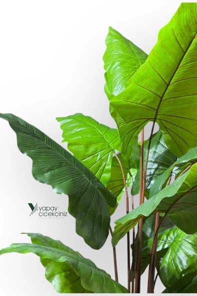 14 Büyük Yapraklı 180 cm Yapay Fil Kulağı Ağacı - Resim 4