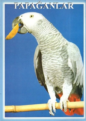 Papağanlar Faruk Yalçın Kuş Cenneti Çevre ve Güzelleştirme Vakfı Yayınları ürün görseli