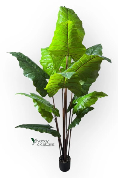 14 Büyük Yapraklı 180 cm Yapay Fil Kulağı Ağacı - Resim 3
