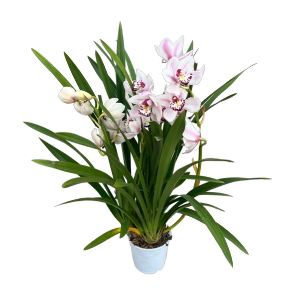 Cymbidium 'White' (Simbidyum Orkide) - Resim 2