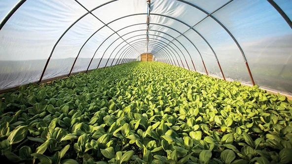 Vatan Plastik 36 Aylık Sera Naylonu 350 Mikron Uv-ab-ır-eva-ld Katkılı En 10 Mt(GİRİLEN ADET KADAR METRAJ KESİLİR) - Resim 2