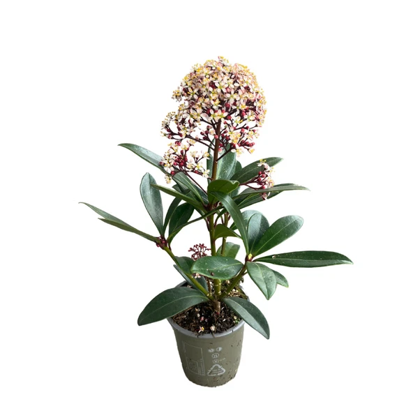 Skimmia Japonica 'Rubella' (Köpük Çalısı) ürün görseli