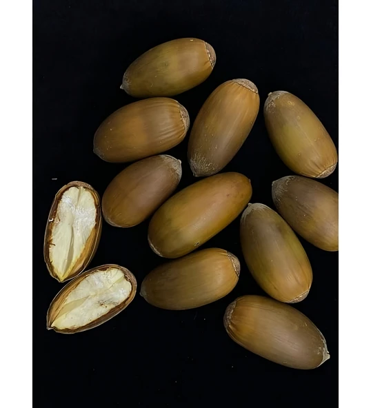 Meşe Palamudu 500 gr - Resim 3