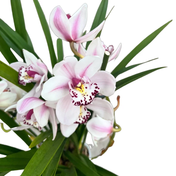 Cymbidium 'White' (Simbidyum Orkide) ürün görseli