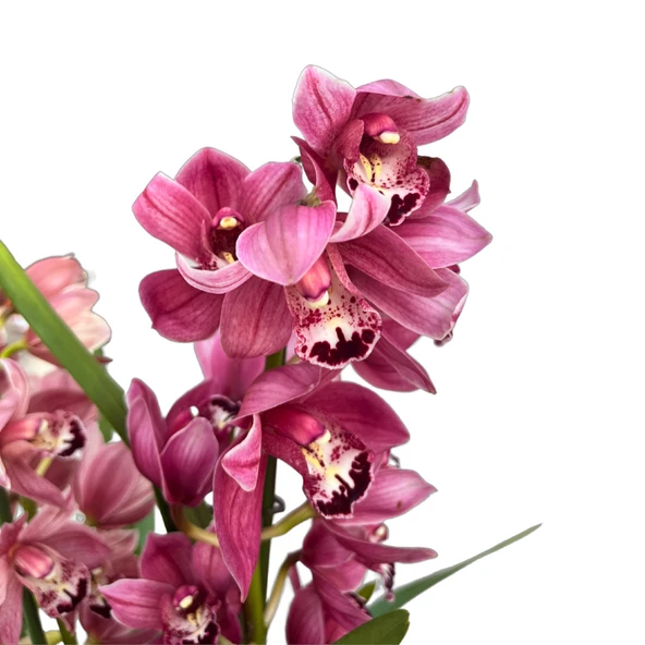 Cymbidium 'Pink' (Simbidyum Orkide) ürün görseli