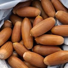 Meşe Palamudu 500 gr - Resim 2