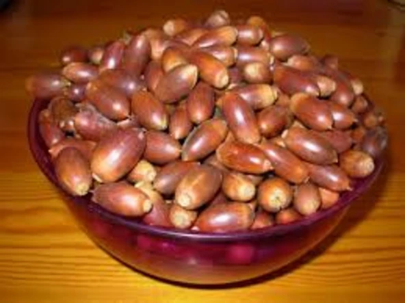 Meşe Palamudu 500 gr - Resim 4