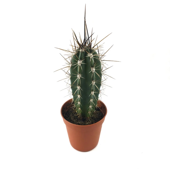 Stetsonia Coryne (Kaktüs) ürün görseli