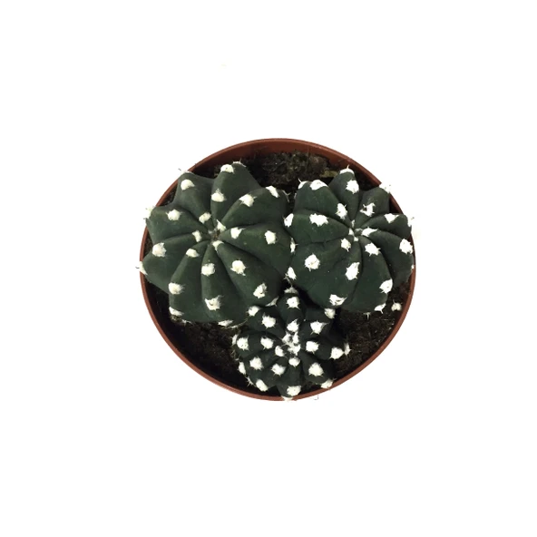 Echinopsis Subdenudata (Kaktüs) - Resim 2