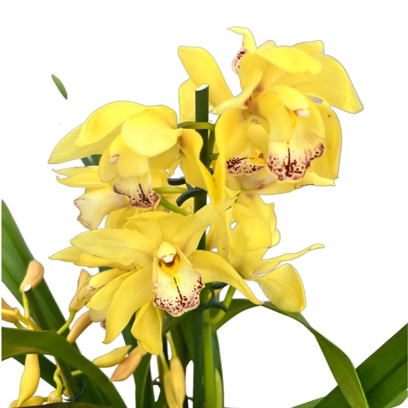 Cymbidium 'Yellow' (Simbidyum Orkide) ürün görseli