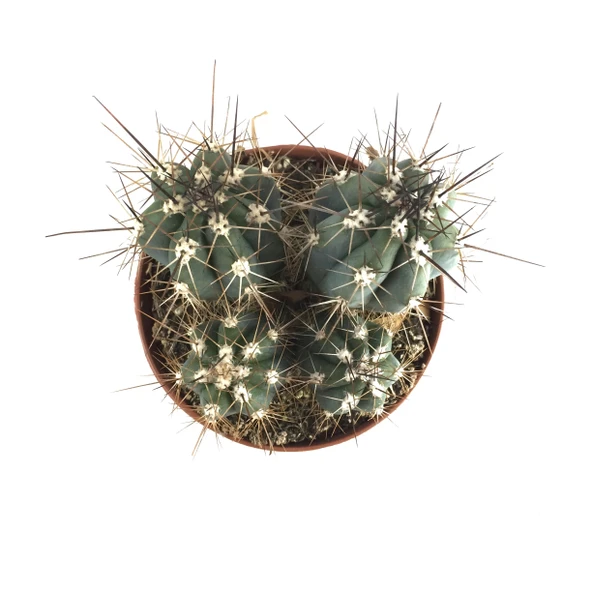 Stetsonia Coryne (Kaktüs) - Resim 2