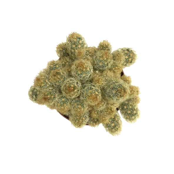 Mammillaria Elongata 'Subcrosea' (Kaktüs) - Resim 2