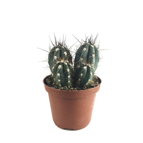 Stetsonia Coryne (Kaktüs) ürün görseli