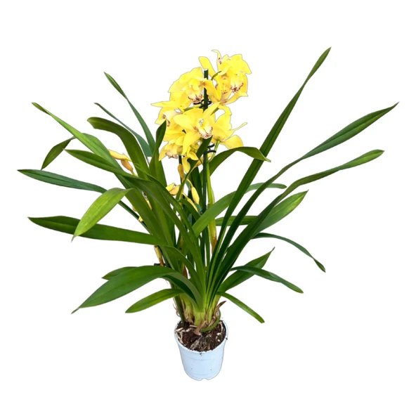 Cymbidium 'Yellow' (Simbidyum Orkide) - Resim 2