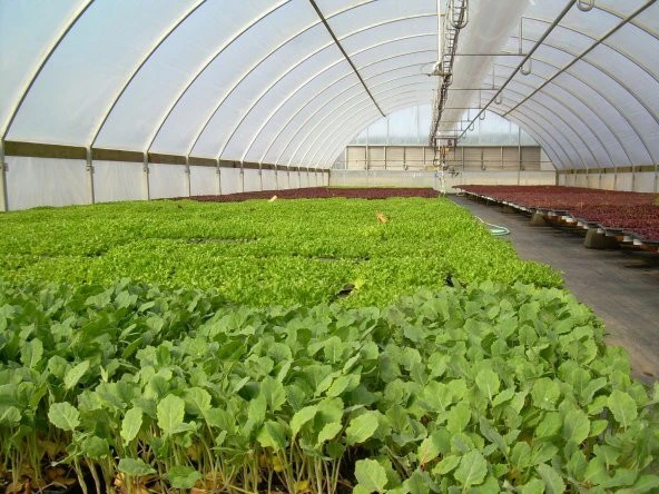 36 Aylık Sera Naylonu 350 Mikron Uv-ab-eva Katkılı En 6 (girilen Adet Kadar Metraj Kesilecektir.) Vatan Plastik - Resim 2